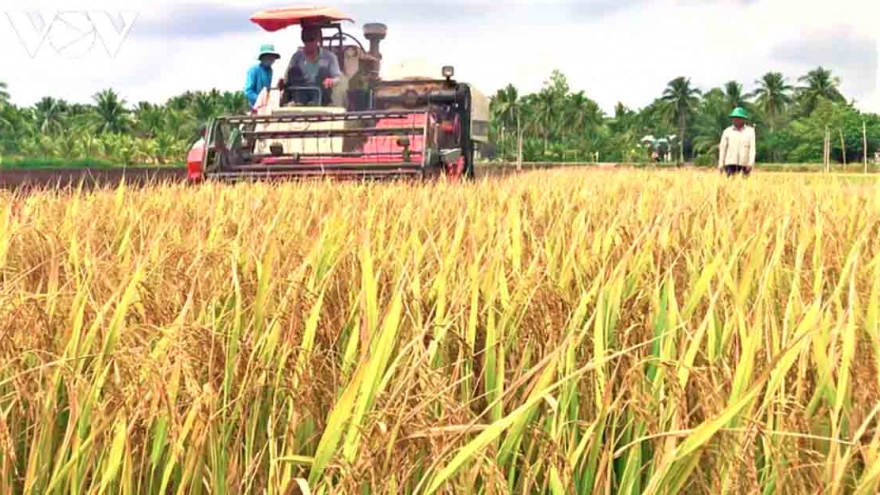 First International Rice Festival to be held in Vietnam this December